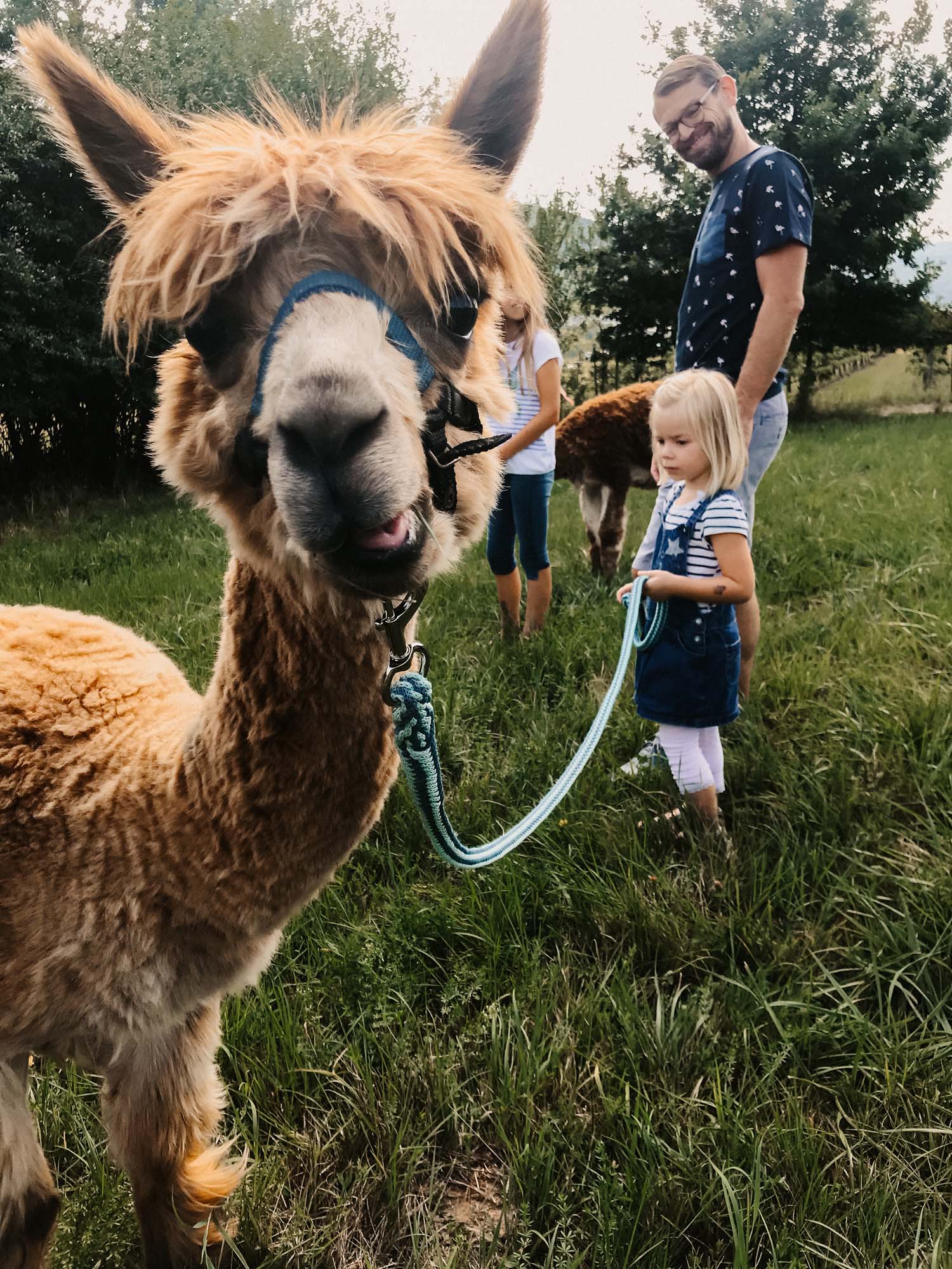 Alpacas Hotel Deutschherrenhof Zeltingen Rachtig